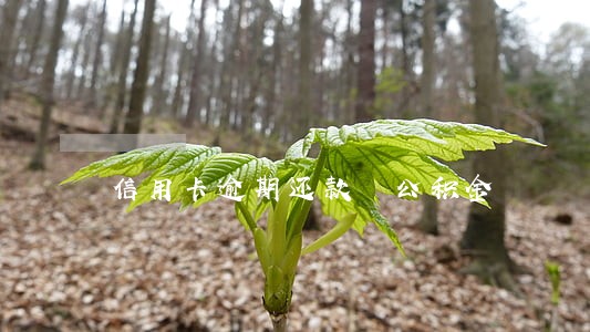 信用卡逾期还款 公积金 信用卡逾期还款 公积金